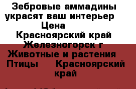 Зебровые аммадины, украсят ваш интерьер ! › Цена ­ 300 - Красноярский край, Железногорск г. Животные и растения » Птицы   . Красноярский край